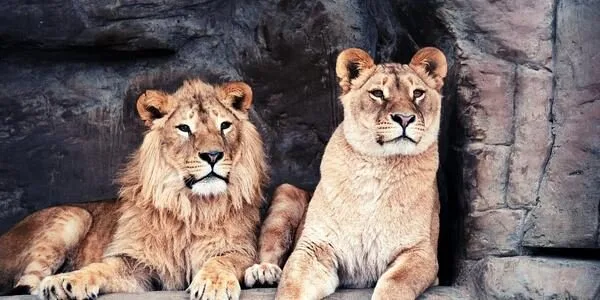 zoo auf klassenfahrt in köln